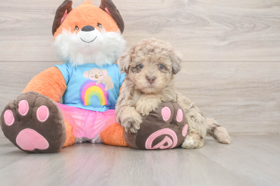 6 week old Havapoo Puppy For Sale - Lone Star Pups