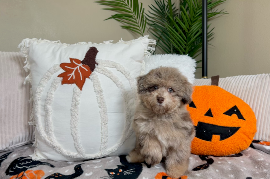 10 week old Havapoo Puppy For Sale - Lone Star Pups Cute Havapoo Baby