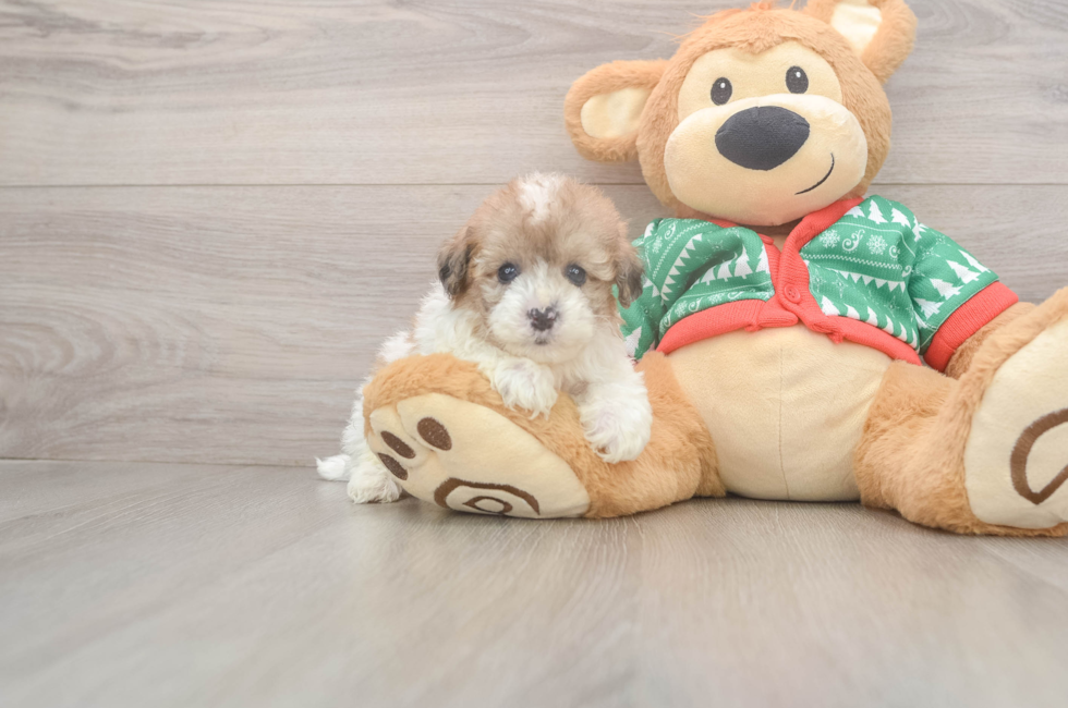 5 week old Havapoo Puppy For Sale - Lone Star Pups