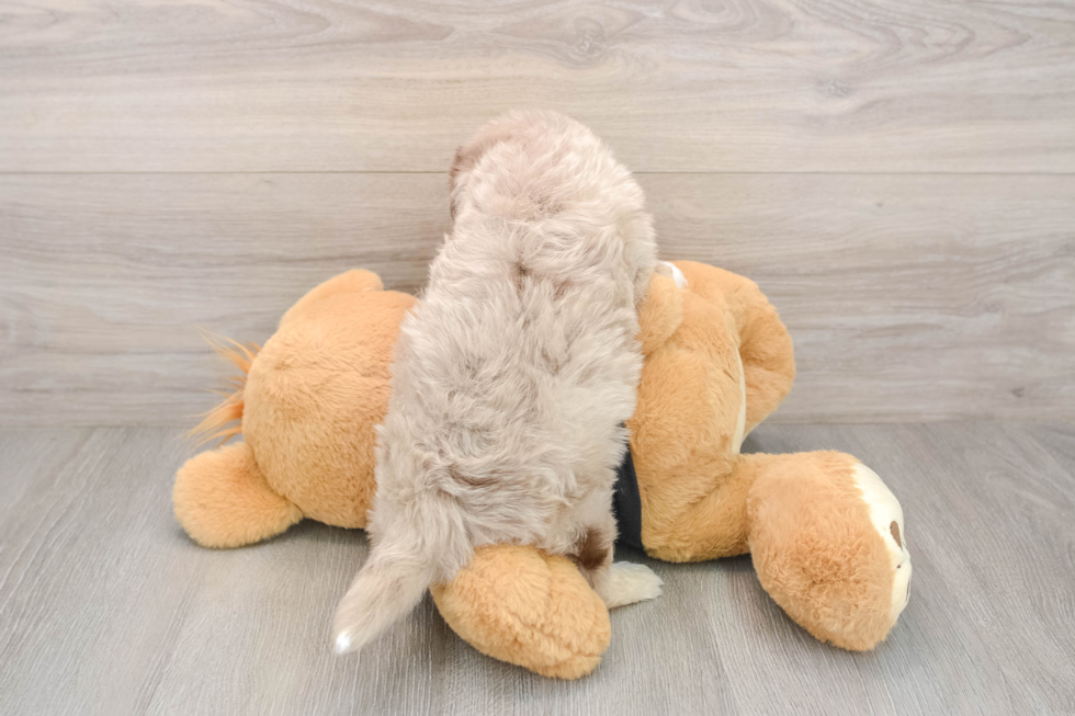 Little Havadoodle Poodle Mix Puppy