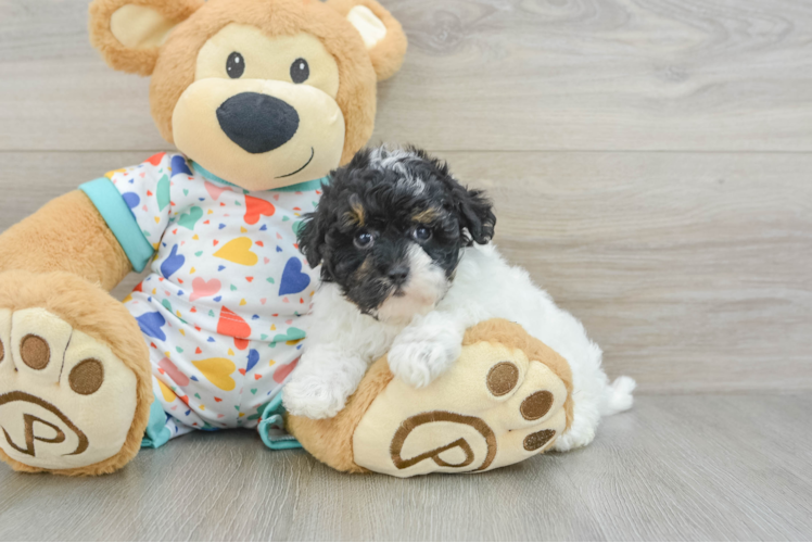 Hypoallergenic Havadoodle Poodle Mix Puppy