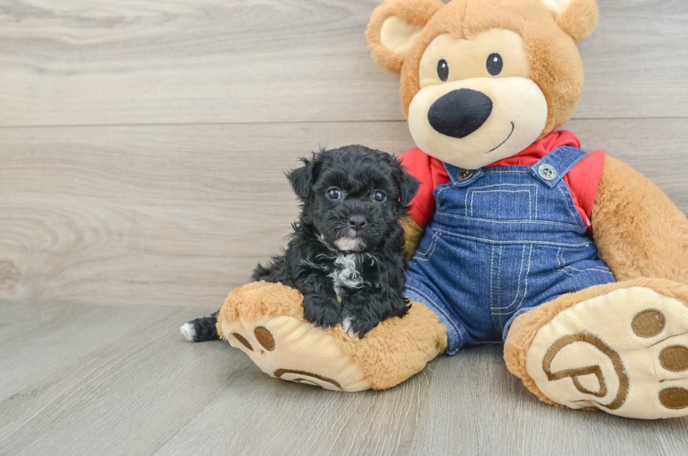 6 week old Havapoo Puppy For Sale - Lone Star Pups