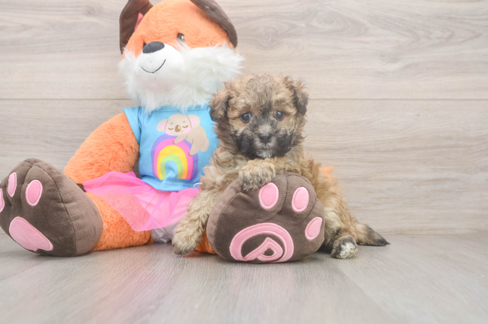 6 week old Havapoo Puppy For Sale - Lone Star Pups