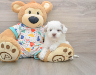 6 week old Havapoo Puppy For Sale - Lone Star Pups