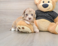 7 week old Havapoo Puppy For Sale - Lone Star Pups