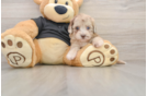 Havapoo Puppy for Adoption