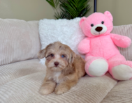 9 week old Havapoo Puppy For Sale - Lone Star Pups