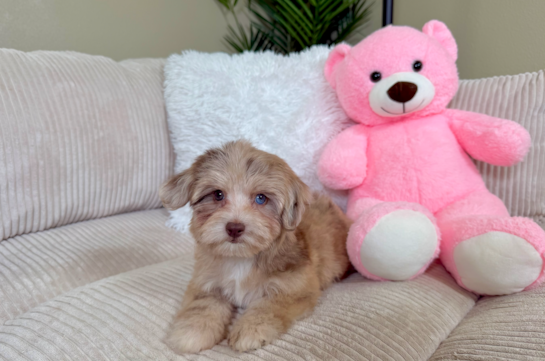 Havapoo Puppy for Adoption