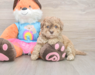 8 week old Havapoo Puppy For Sale - Lone Star Pups