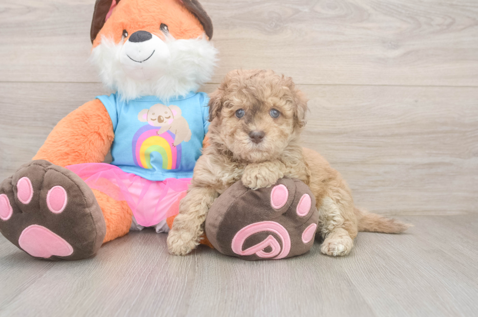 6 week old Havapoo Puppy For Sale - Lone Star Pups