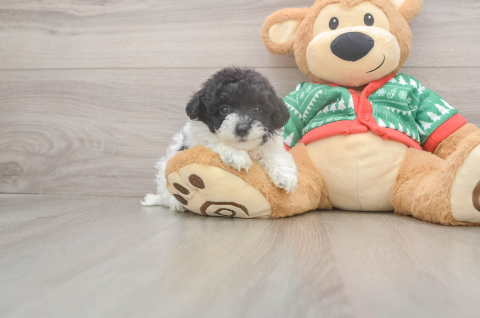 5 week old Havapoo Puppy For Sale - Lone Star Pups