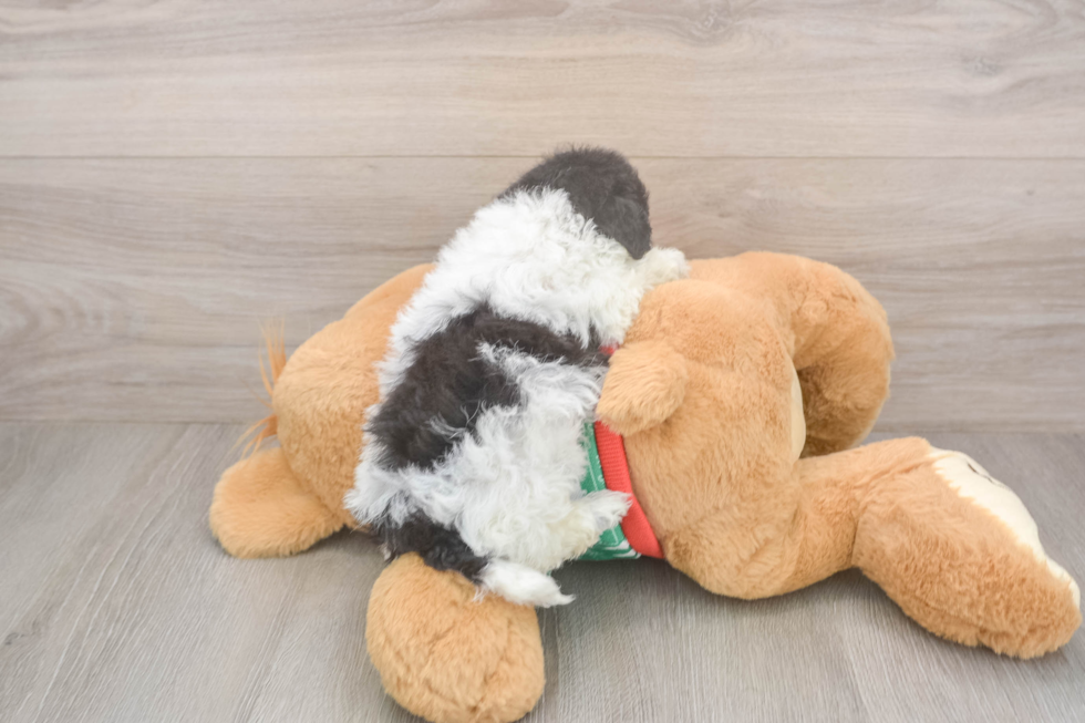 Havapoo Pup Being Cute