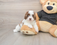 7 week old Havapoo Puppy For Sale - Lone Star Pups
