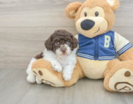 8 week old Havapoo Puppy For Sale - Lone Star Pups