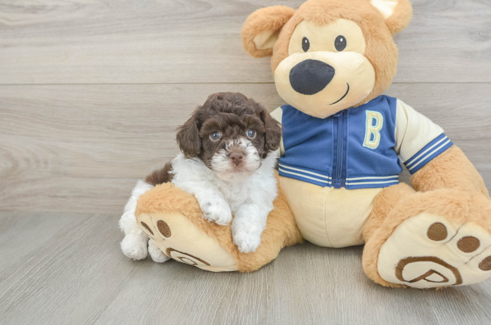 5 week old Havapoo Puppy For Sale - Lone Star Pups