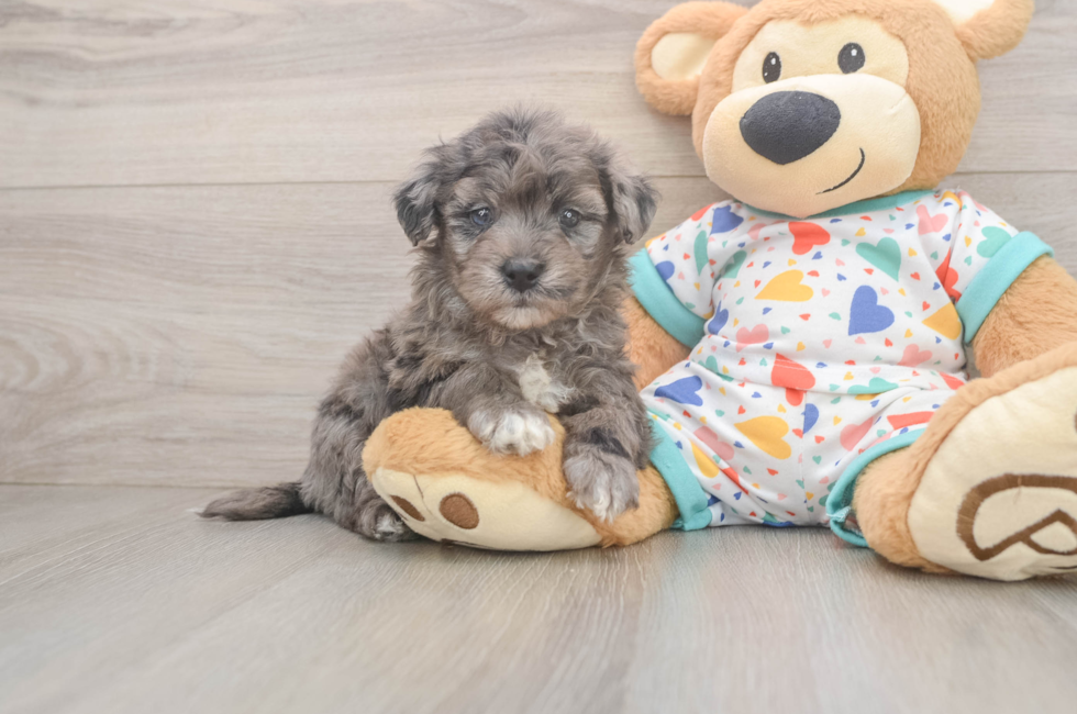 5 week old Havapoo Puppy For Sale - Lone Star Pups