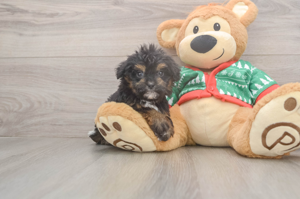 5 week old Havapoo Puppy For Sale - Lone Star Pups