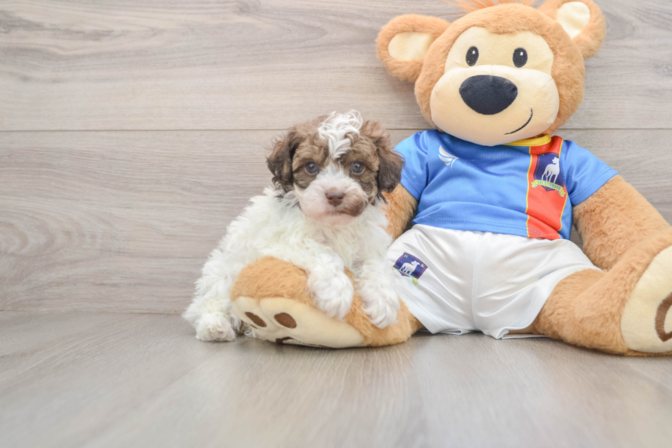 Adorable Havadoodle Poodle Mix Puppy