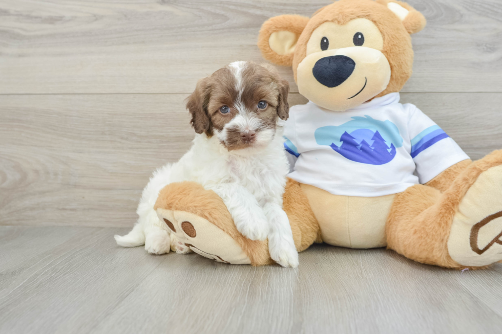 Popular Havapoo Poodle Mix Pup