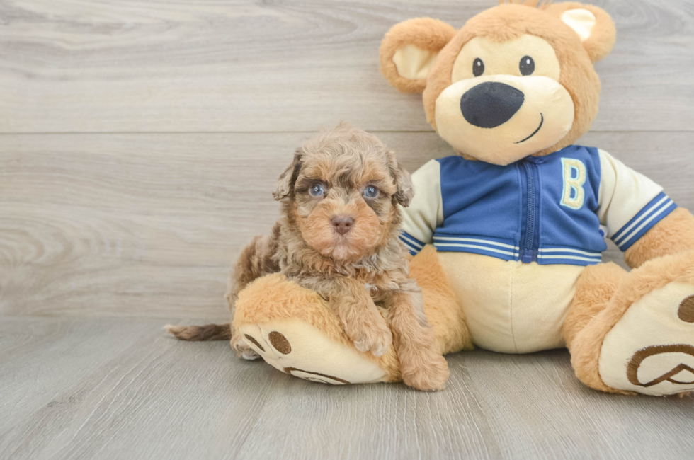 5 week old Havapoo Puppy For Sale - Lone Star Pups