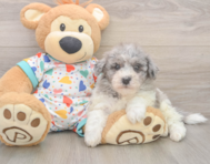 7 week old Havapoo Puppy For Sale - Lone Star Pups