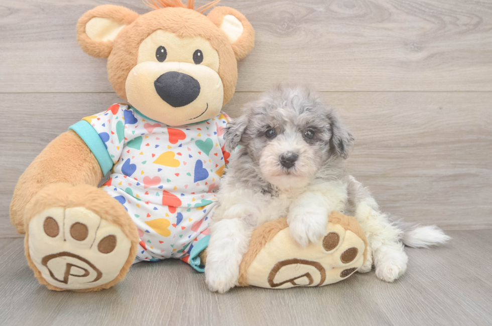 5 week old Havapoo Puppy For Sale - Lone Star Pups