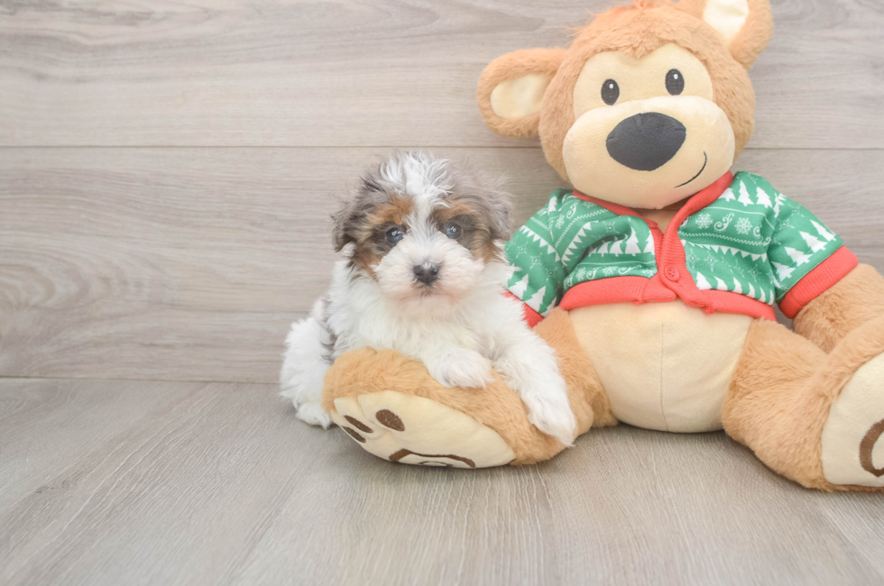 5 week old Havapoo Puppy For Sale - Lone Star Pups