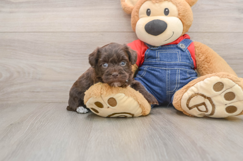 Energetic Havadoodle Poodle Mix Puppy