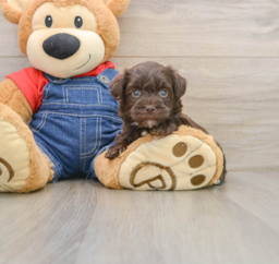 9 week old Havapoo Puppy For Sale - Lone Star Pups