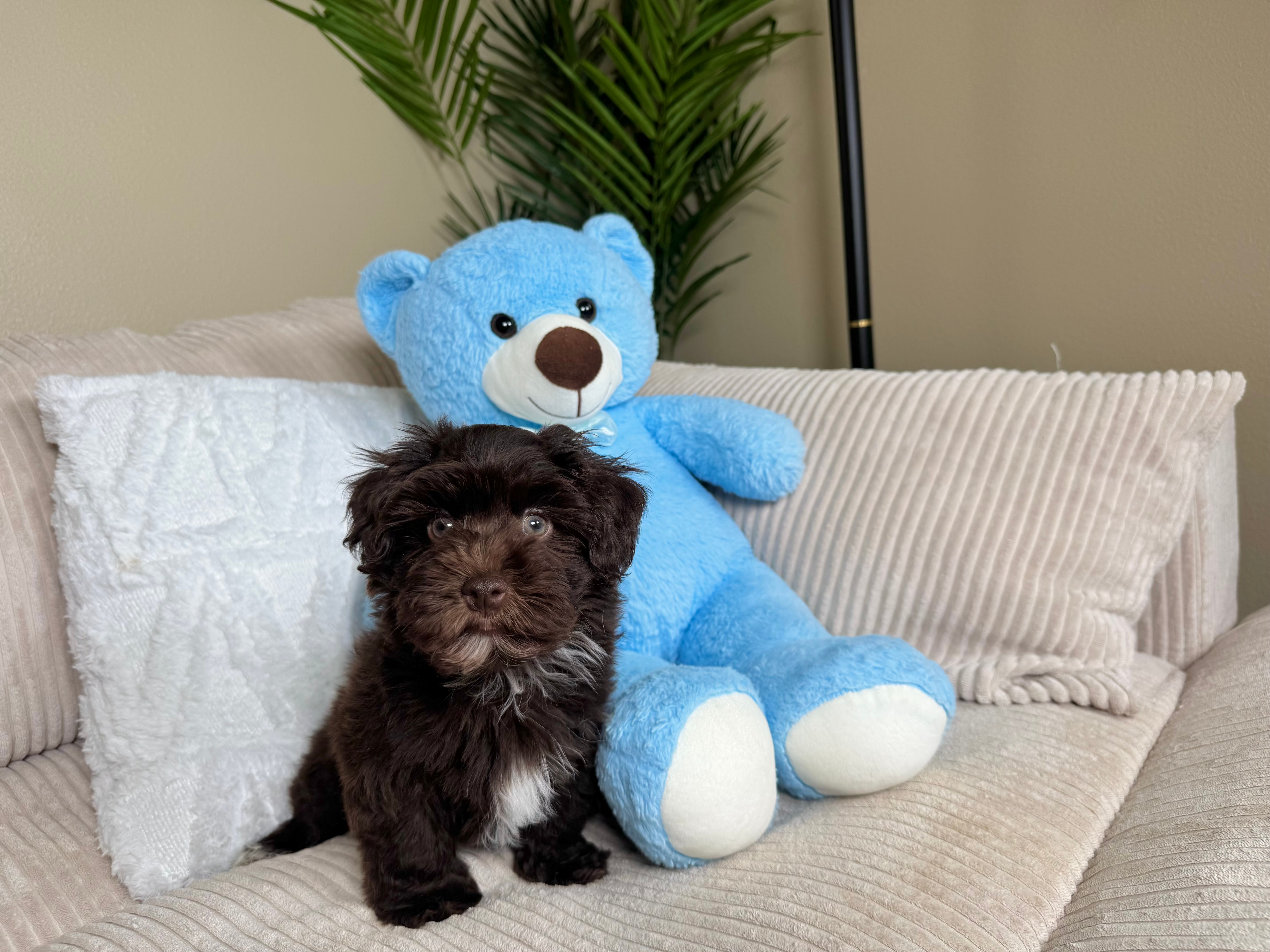 Cute Havadoodle Poodle Mix Puppy