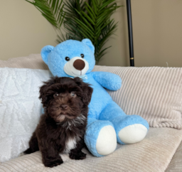 13 week old Havapoo Puppy For Sale - Lone Star Pups
