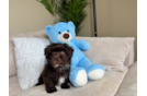 Cute Havadoodle Poodle Mix Puppy