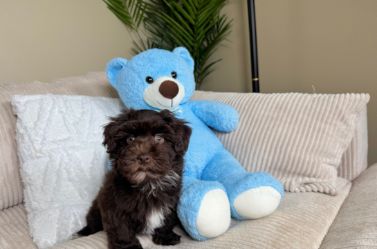 Cute Havadoodle Poodle Mix Puppy