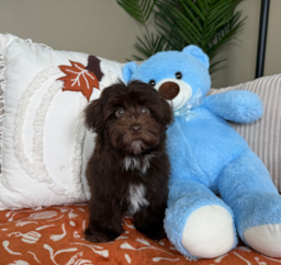 13 week old Havapoo Puppy For Sale - Lone Star Pups