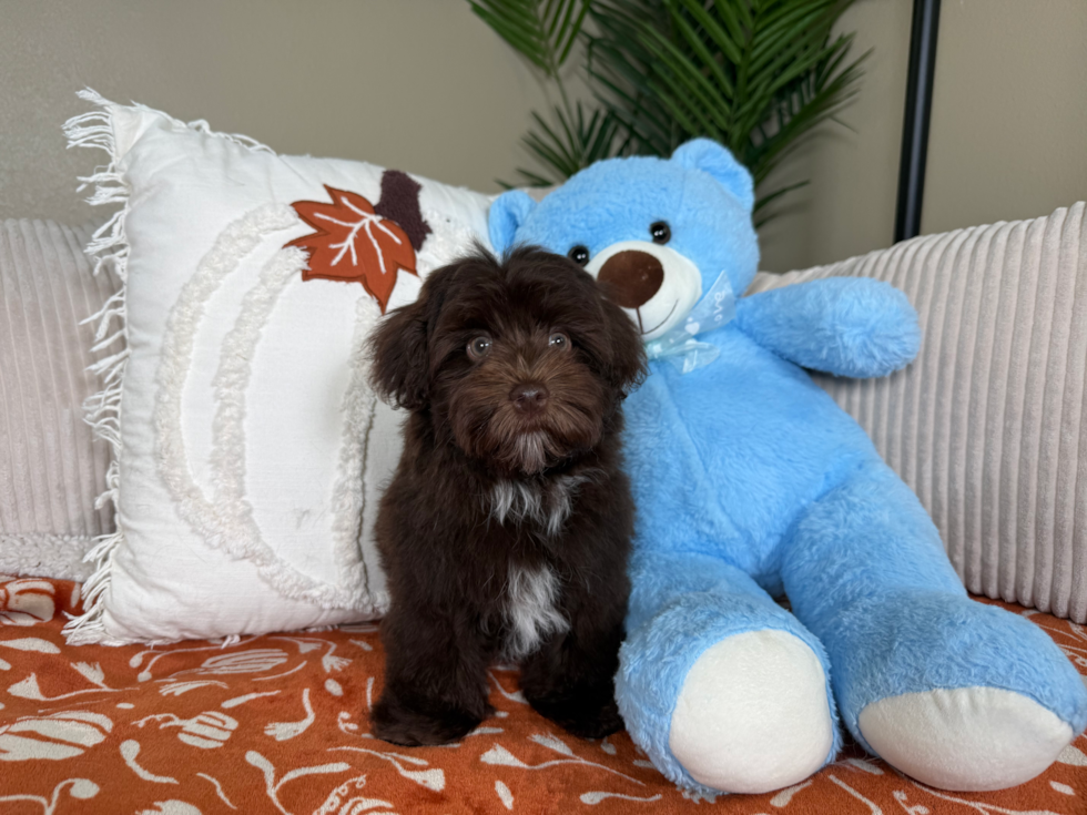 Havapoo Puppy for Adoption