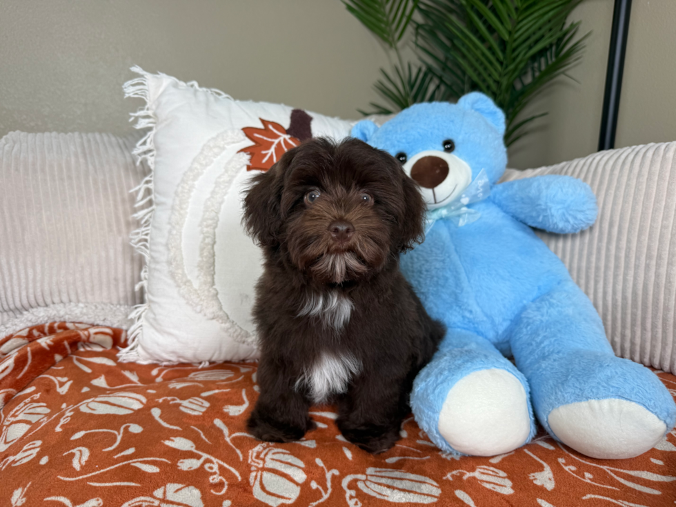 Havapoo Pup Being Cute