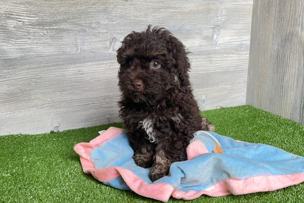 Cute Havapoo Poodle Mix Pup