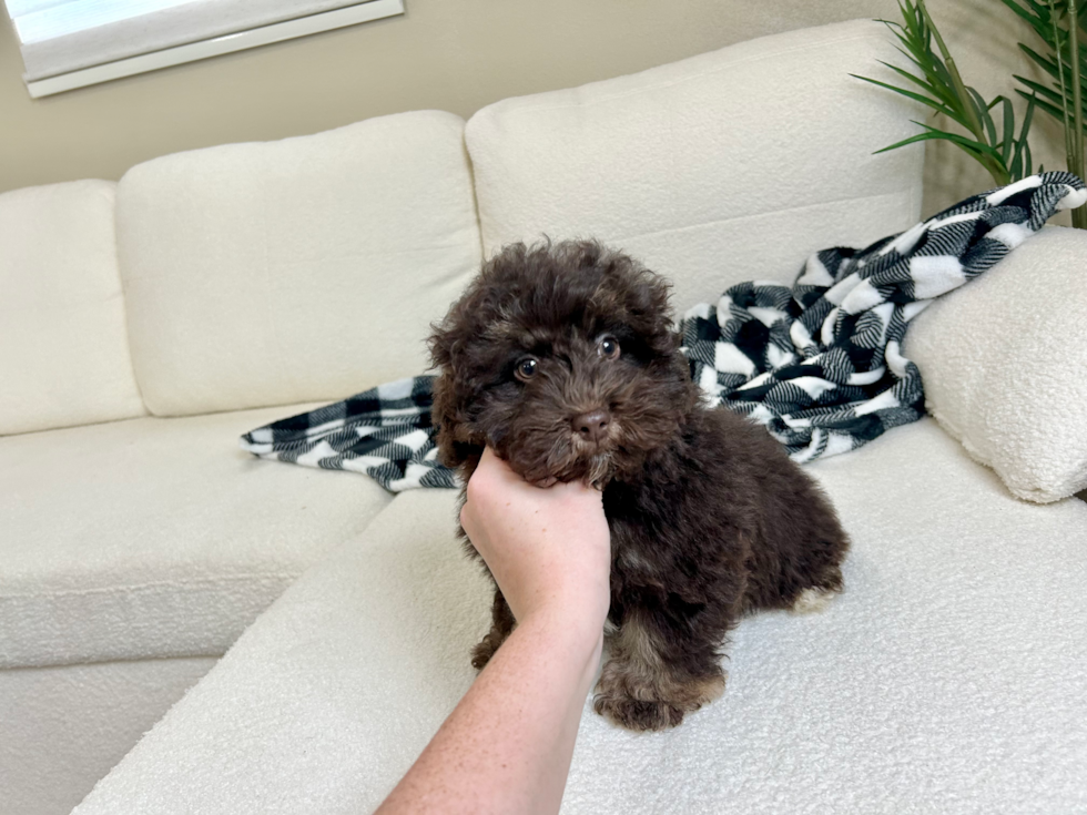 Cute Havapoo Poodle Mix Pup