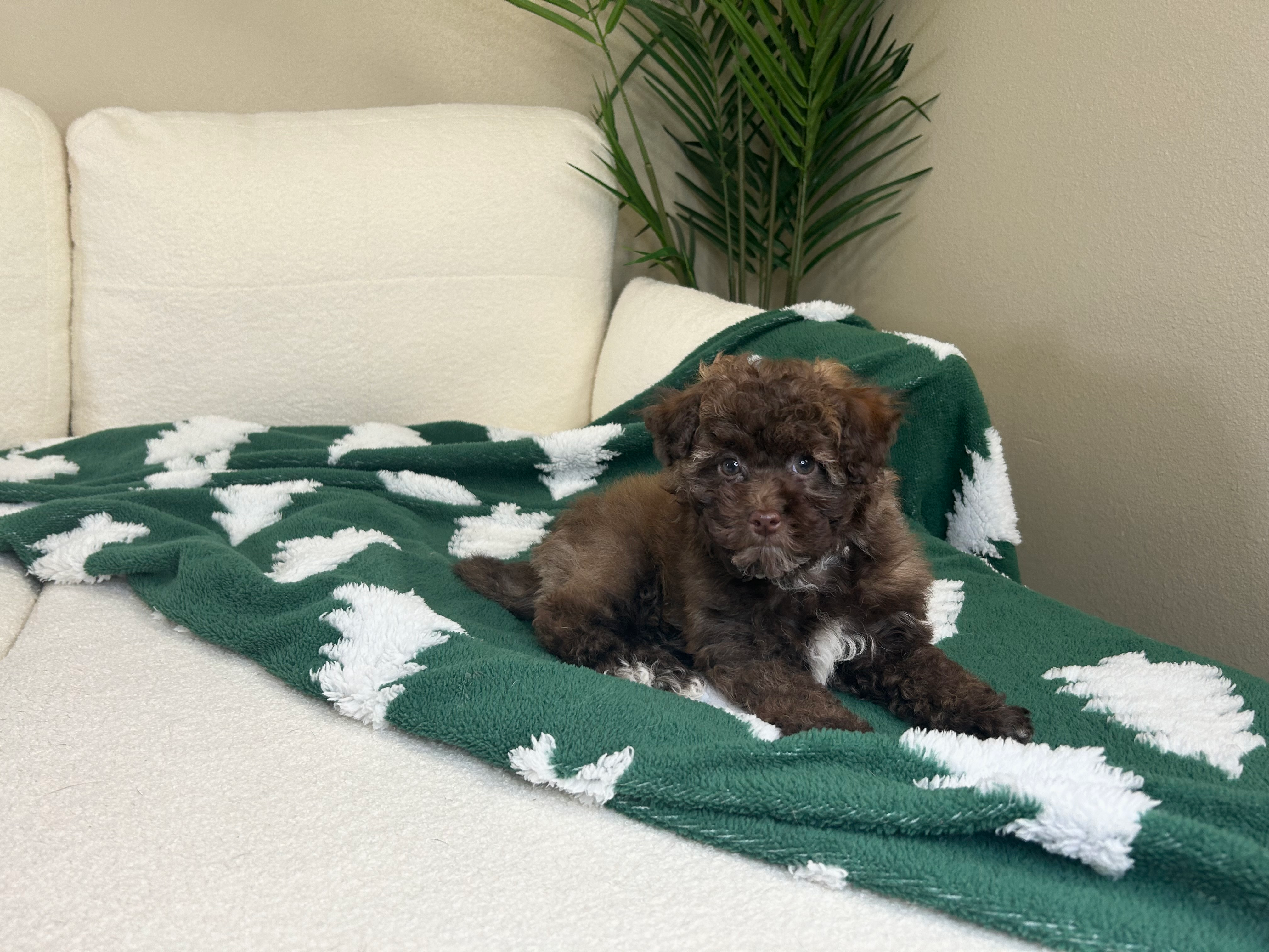 Havapoo Pup Being Cute