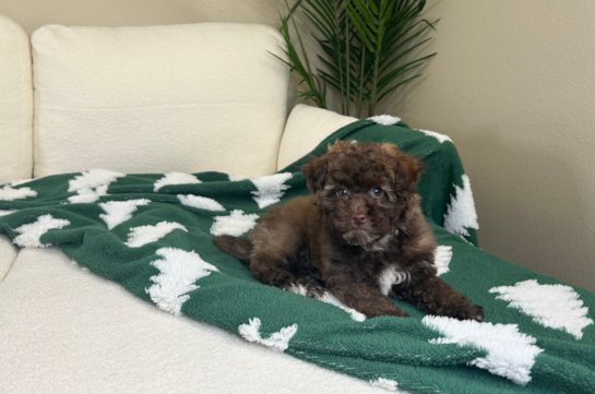 Havapoo Pup Being Cute
