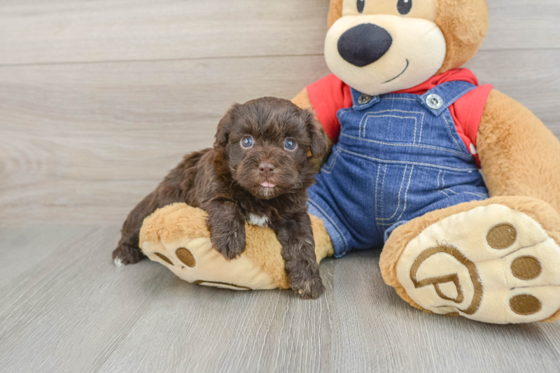 Meet Perez - our Havapoo Puppy Photo 1/3 - Lone Star Pups