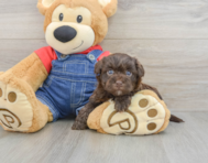 7 week old Havapoo Puppy For Sale - Lone Star Pups