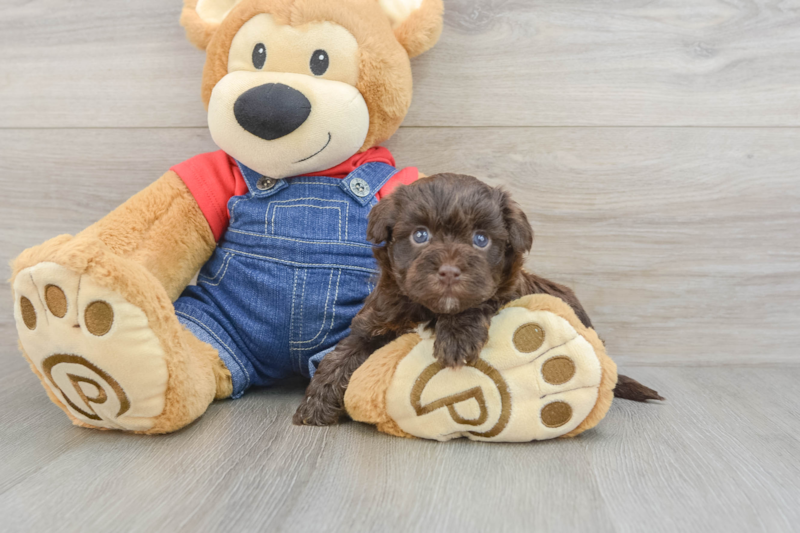 Meet Perez - our Havapoo Puppy Photo 3/3 - Lone Star Pups