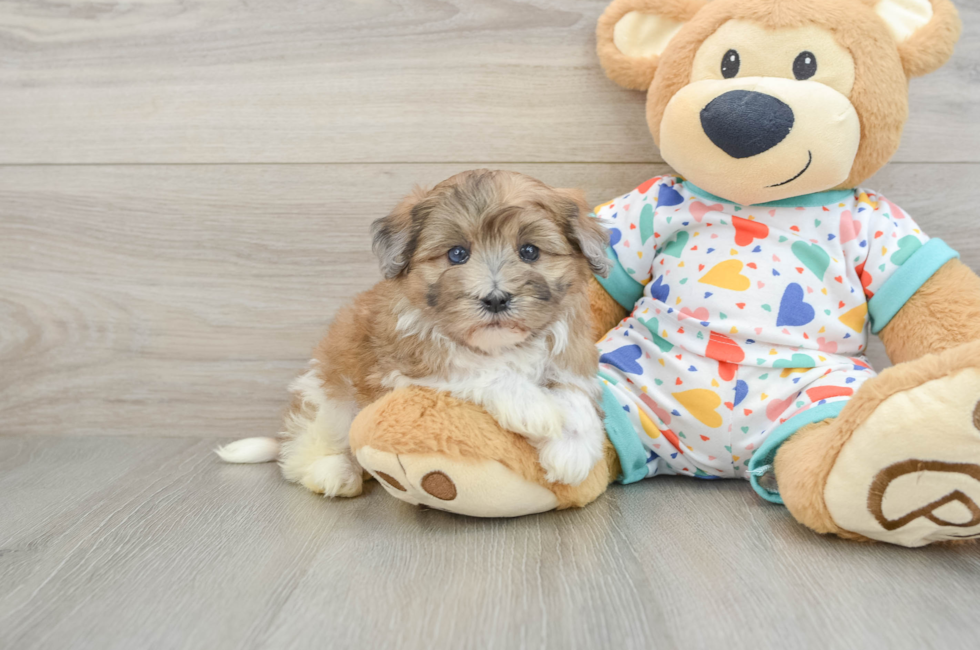 5 week old Havapoo Puppy For Sale - Lone Star Pups
