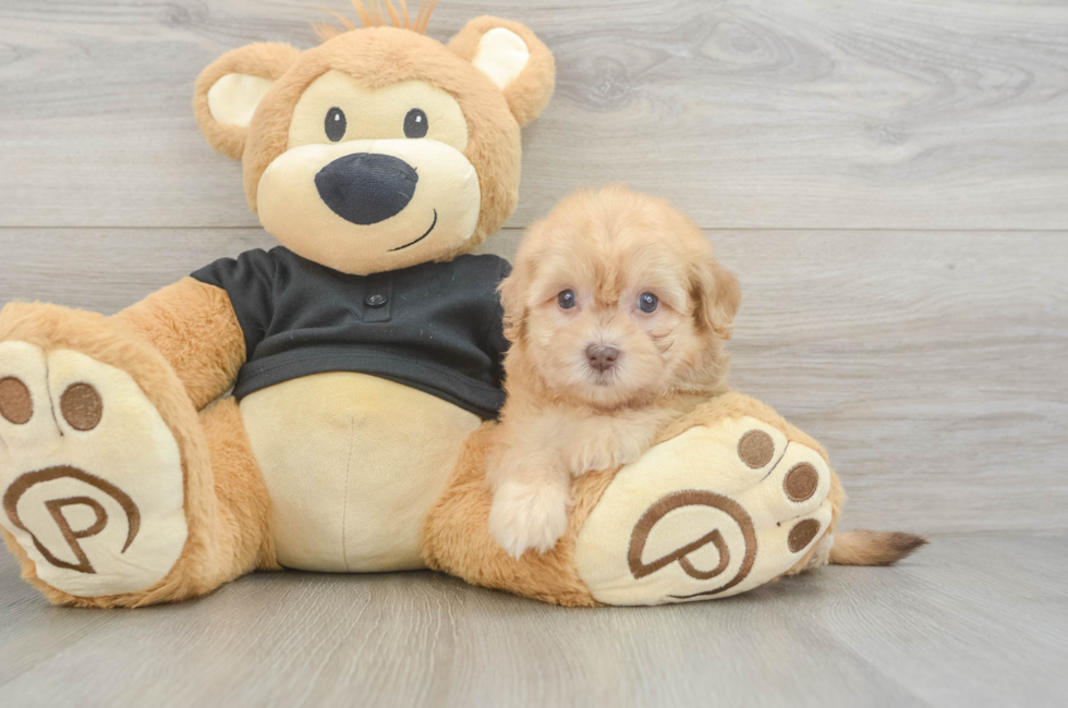 5 week old Havapoo Puppy For Sale - Lone Star Pups