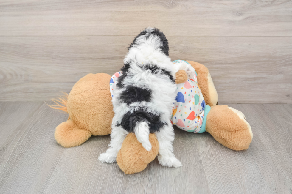 Adorable Havadoodle Poodle Mix Puppy