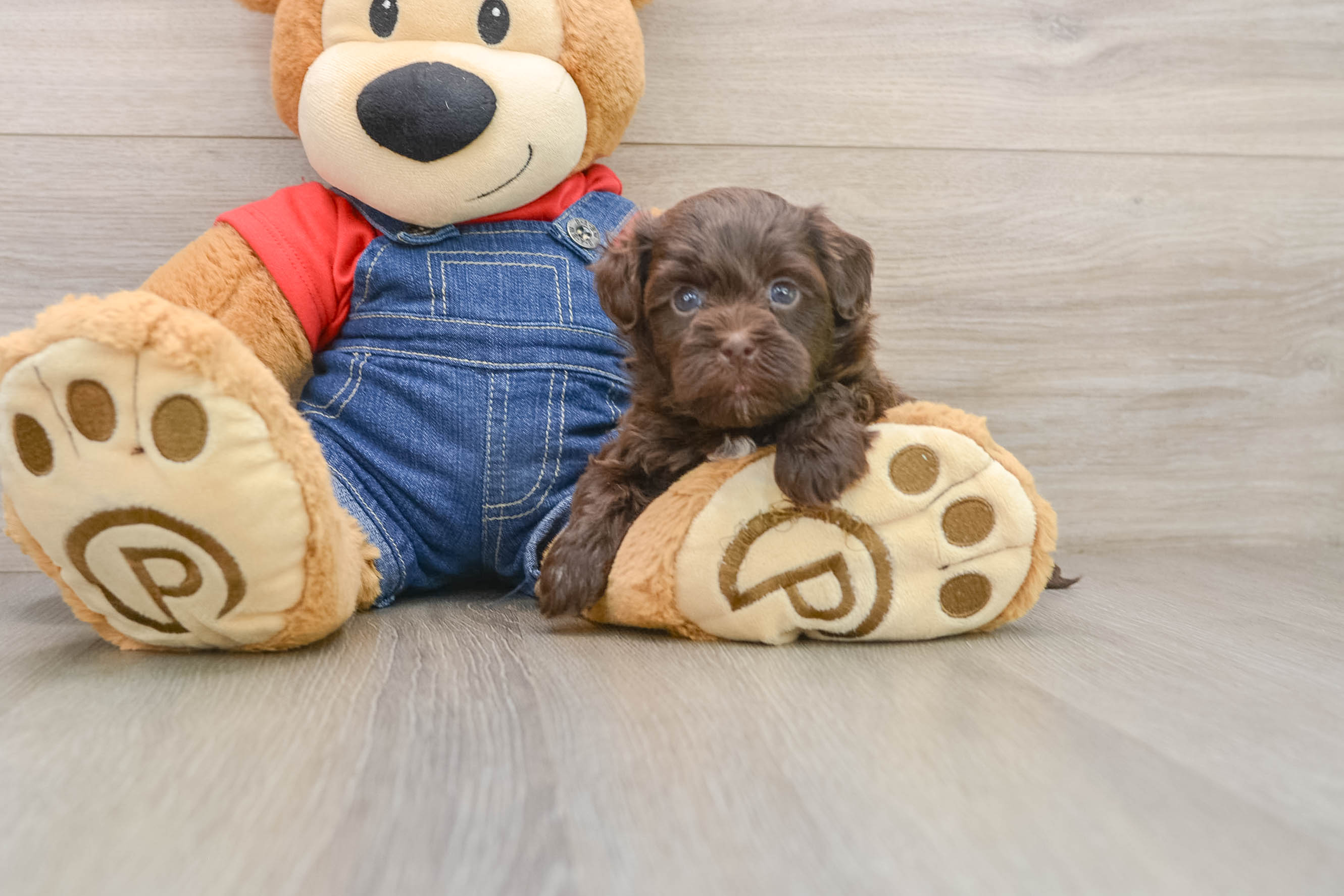 Playful Havadoodle Poodle Mix Puppy
