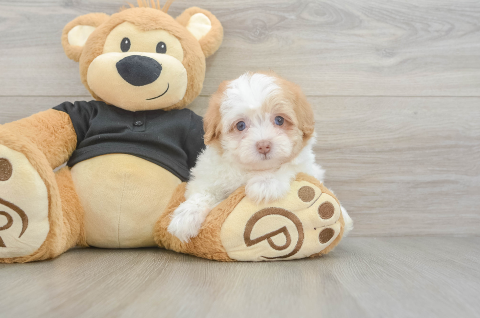 5 week old Havapoo Puppy For Sale - Lone Star Pups