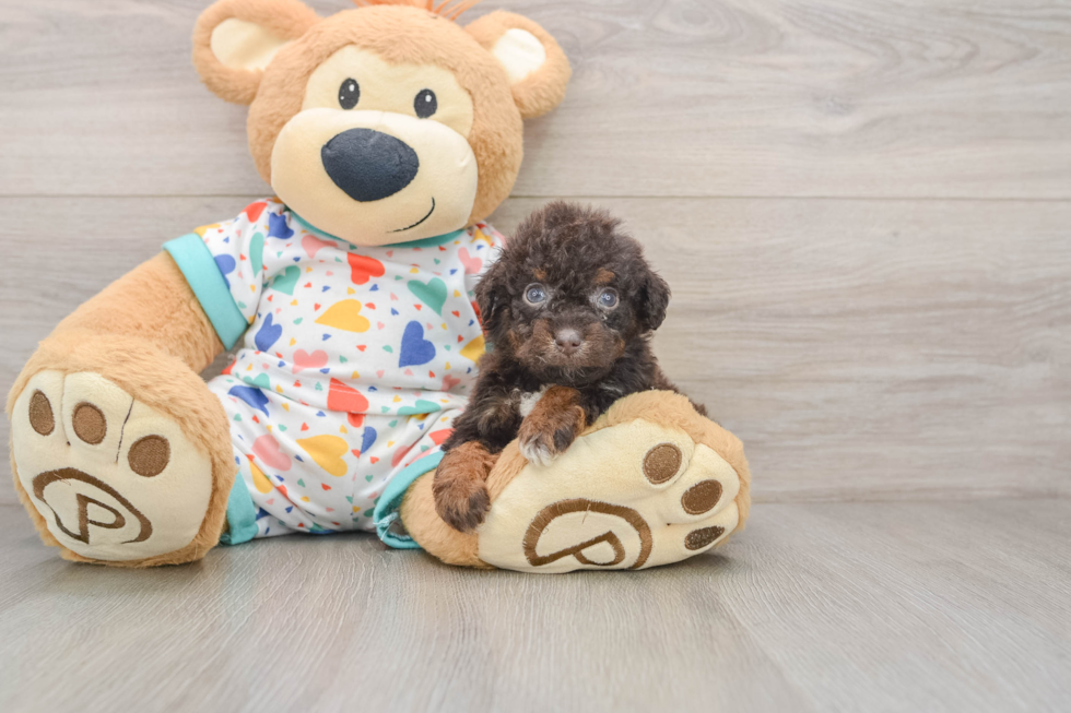 Havapoo Pup Being Cute