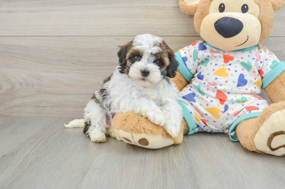 5 week old Havapoo Puppy For Sale - Lone Star Pups